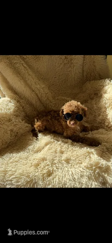 Tiny Toy/micro goldendoodle 3.5 pounds – Miniature Goldendoodle puppy for sale in Lakeland, FL