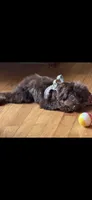 Toy Bernedoodle male 4lbs chocolate phantom, a male Miniature Bernedoodle for sale in Lakeland, FL – 3 of 3