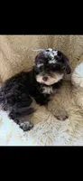Micro mini Bernedoodle Joy, a female Miniature Bernedoodle for sale in Lakeland, FL – Photo 3 of 3