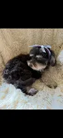 Micro mini Bernedoodle Joy, a female Miniature Bernedoodle for sale in Lakeland, FL – Photo 2 of 3