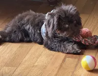 Toy Bernedoodle male 4lbs chocolate phantom, a male Miniature Bernedoodle for sale in Lakeland, FL – 1 of 3
