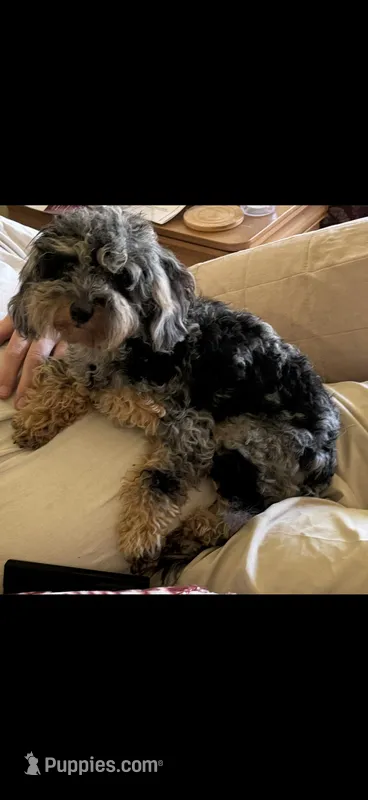 Lily Micro mini Merle Bernedoodle female 6 months – Miniature Bernedoodle puppy for sale in Lakeland, FL