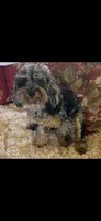 Lily Micro mini Merle Bernedoodle female 6 months, a female Miniature Bernedoodle for sale in Lakeland, FL – Photo 2 of 3