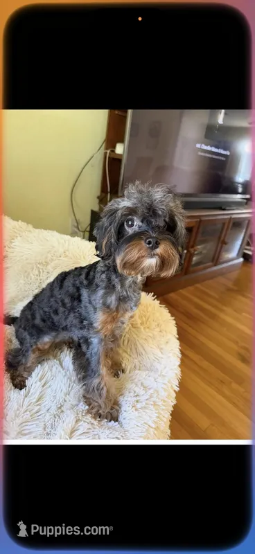 Faith small toy poodle blue merle – Poodle - Toy  puppy for sale in Lakeland, FL