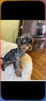 Faith small toy poodle blue merle, a female Poodle - Toy  for sale in Lakeland, FL – Photo 1 of 2