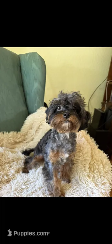 Faith small toy cavapoo blue merle – Cavapoo, Poodle - Toy  puppy for sale in Lakeland, FL