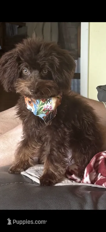 Toy Bernedoodle male 4lbs chocolate phantom – Miniature Bernedoodle puppy for sale in Lakeland, FL