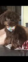 Toy Bernedoodle male 4lbs chocolate phantom, a male Miniature Bernedoodle for sale in Lakeland, FL – 2 of 3