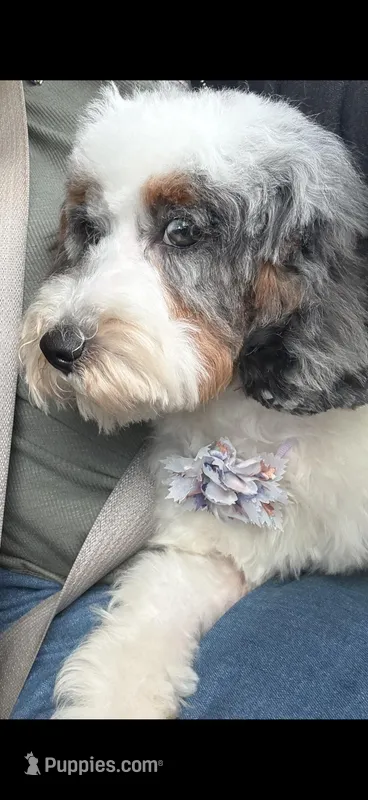 Micro mini Bernedoodle Angel 8 lbs at 6 months – Miniature Bernedoodle puppy for sale in Lakeland, FL