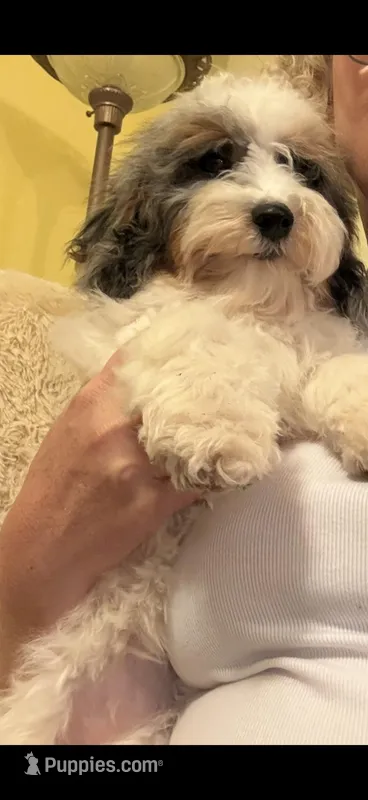 Micro mini Bernedoodle Angel 8 lbs at 6 months – Miniature Bernedoodle puppy for sale in Lakeland, FL