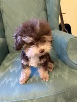 Tiny Toy poodle Paddington , a male Poodle - Toy  for sale in Lakeland, FL – Photo 2 of 3