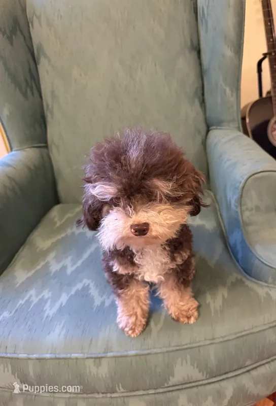 Tiny Toy poodle Paddington  – Poodle - Toy  puppy for sale in Lakeland, FL