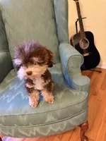 Tiny Toy poodle Paddington , a male Poodle - Toy  for sale in Lakeland, FL – Photo 3 of 3