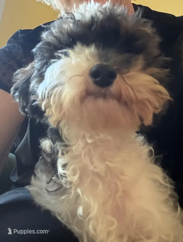 Hunter  – Poodle - Toy  puppy for sale in Lakeland, FL