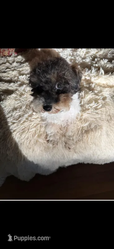 Hunter  – Poodle - Toy  puppy for sale in Lakeland, FL
