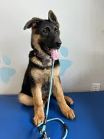 Lavender , a male German Shepherd Dog for sale in Los Angeles, CA – 8 of 8