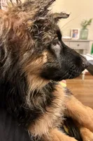 Chula, a female German Shepherd Dog for sale in Los Angeles, CA – 2 of 5