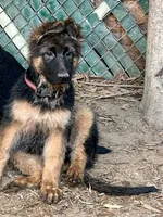 Chula, a female German Shepherd Dog for sale in Los Angeles, CA – 5 of 5