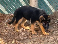 Hot Pinky, a female German Shepherd Dog for sale in Los Angeles, CA – 4 of 5