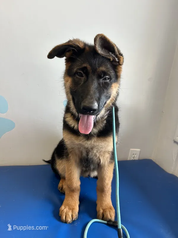 Lavender  – German Shepherd Dog puppy for sale in Los Angeles, CA