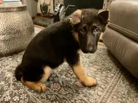 Hot Pinky, a female German Shepherd Dog for sale in Los Angeles, CA – 3 of 5