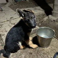 Scoopy, a male German Shepherd Dog for sale in Los Angeles, CA – 3 of 4