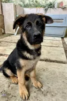 Rocket, a male German Shepherd Dog for sale in Los Angeles, CA – 2 of 5