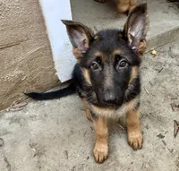 Hot Pinky, a female German Shepherd Dog for sale in Los Angeles, CA – 5 of 5