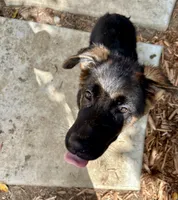 Rocket, a male German Shepherd Dog for sale in Los Angeles, CA – 3 of 5