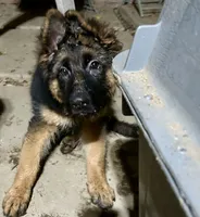 Chula, a female German Shepherd Dog for sale in Los Angeles, CA – 3 of 5