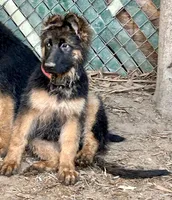Chula, a female German Shepherd Dog for sale in Los Angeles, CA – 4 of 5