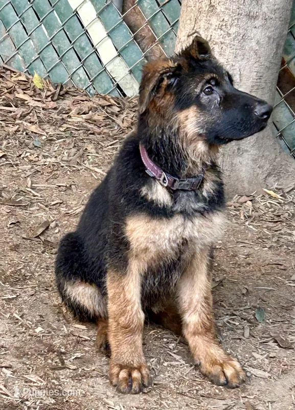 Scoopy – German Shepherd Dog puppy for sale in Los Angeles, CA