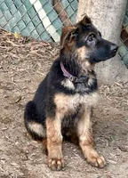 Scoopy, a male German Shepherd Dog for sale in Los Angeles, CA – 1 of 4