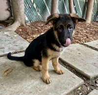 Rocket, a male German Shepherd Dog for sale in Los Angeles, CA – 1 of 5