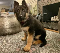 Hot Pinky, a female German Shepherd Dog for sale in Los Angeles, CA – 1 of 5