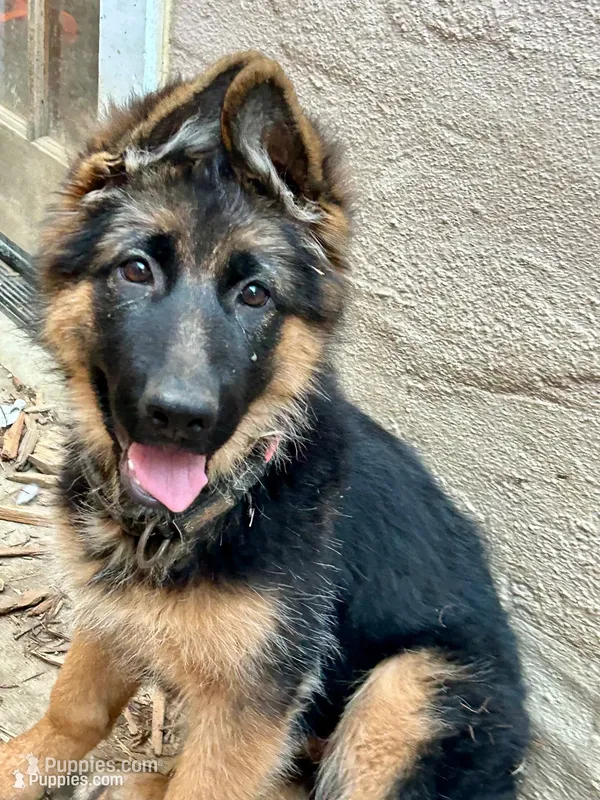 Chula – German Shepherd Dog puppy for sale in Los Angeles, CA