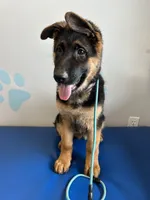 Lavender , a male German Shepherd Dog for sale in Los Angeles, CA – 5 of 8