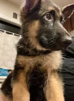 Hot Pinky, a female German Shepherd Dog for sale in Los Angeles, CA – 2 of 5