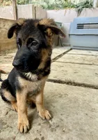 Rocket, a male German Shepherd Dog for sale in Los Angeles, CA – 4 of 5