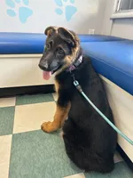 Lavender , a male German Shepherd Dog for sale in Los Angeles, CA – 3 of 8