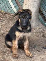 Scoopy, a male German Shepherd Dog for sale in Los Angeles, CA – 4 of 4