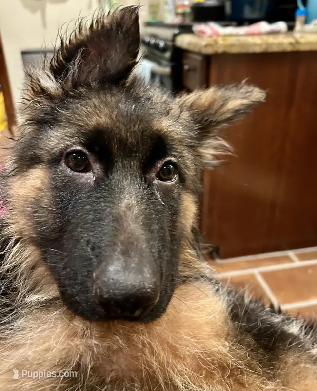 Chula – German Shepherd Dog puppy for sale in Los Angeles, CA