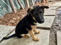 Rocket, a male German Shepherd Dog for sale in Los Angeles, CA – 5 of 5