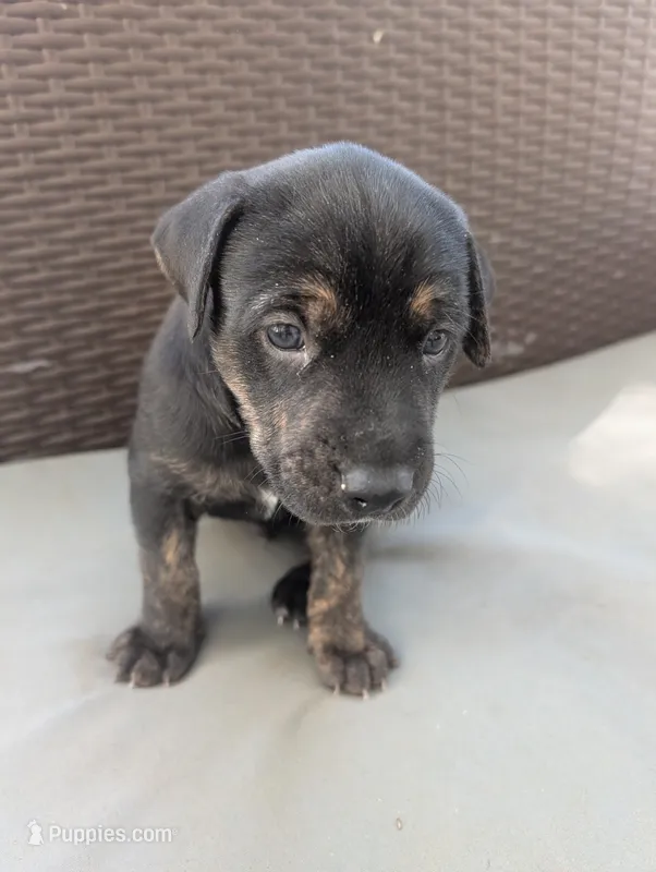 Not Named  – Labrador Retriever puppy for sale in Victorville, CA
