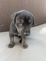 Not Named , a male Labrador Retriever for sale in Victorville, CA – 3 of 5