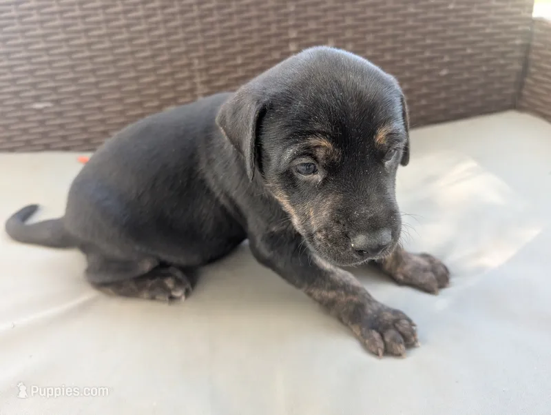 Not Named  – Labrador Retriever puppy for sale in Victorville, CA