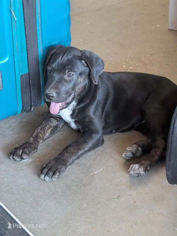 Not Named  – Labrador Retriever puppy for sale in Victorville, CA