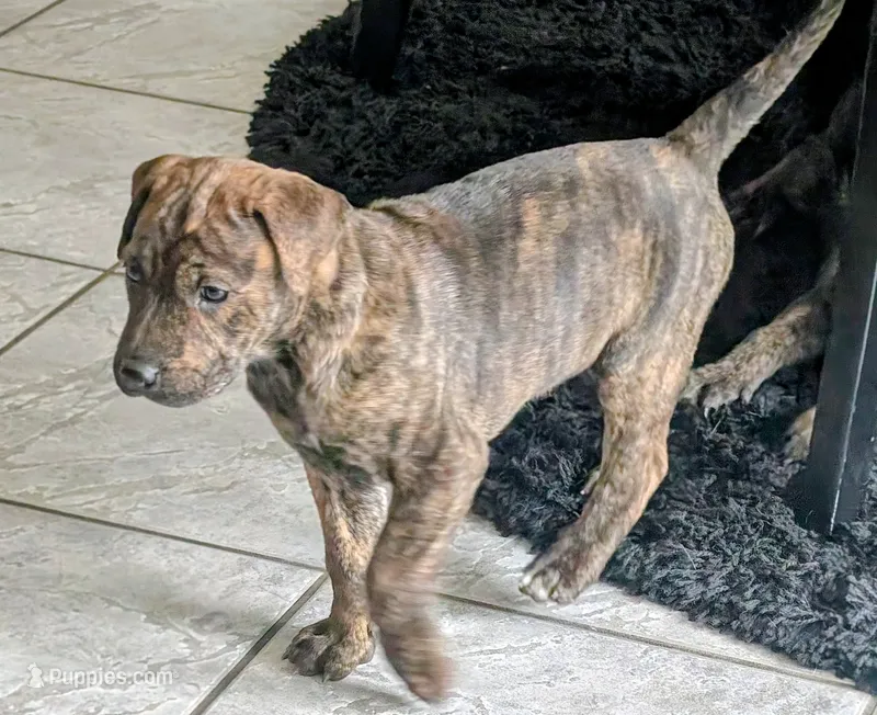 Not Named  – Labrador Retriever puppy for sale in Victorville, CA