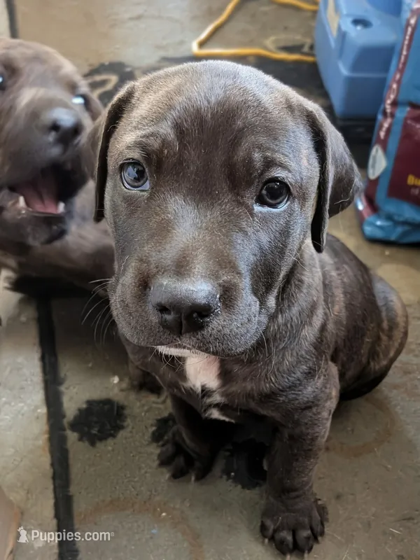 Not Named  – Labrador Retriever puppy for sale in Victorville, CA