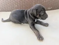 Not Named , a male Labrador Retriever for sale in Victorville, CA – 2 of 4